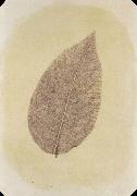 Willim Henry Fox Talbot Leaf with Its Stem Removed Spain oil painting artist